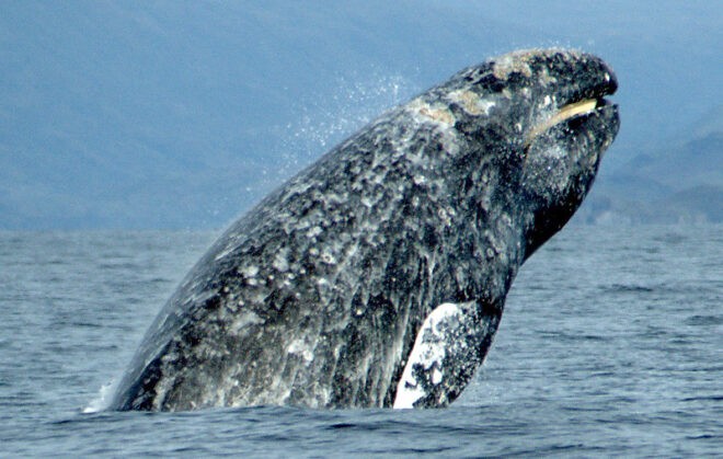 Un esemplare di balena grigia. Crediti: Merrill Gosho/Noaa